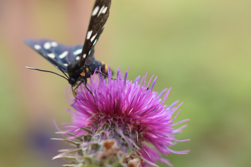 Wildniscamp: Die wilde Natur Potsdams erleben
